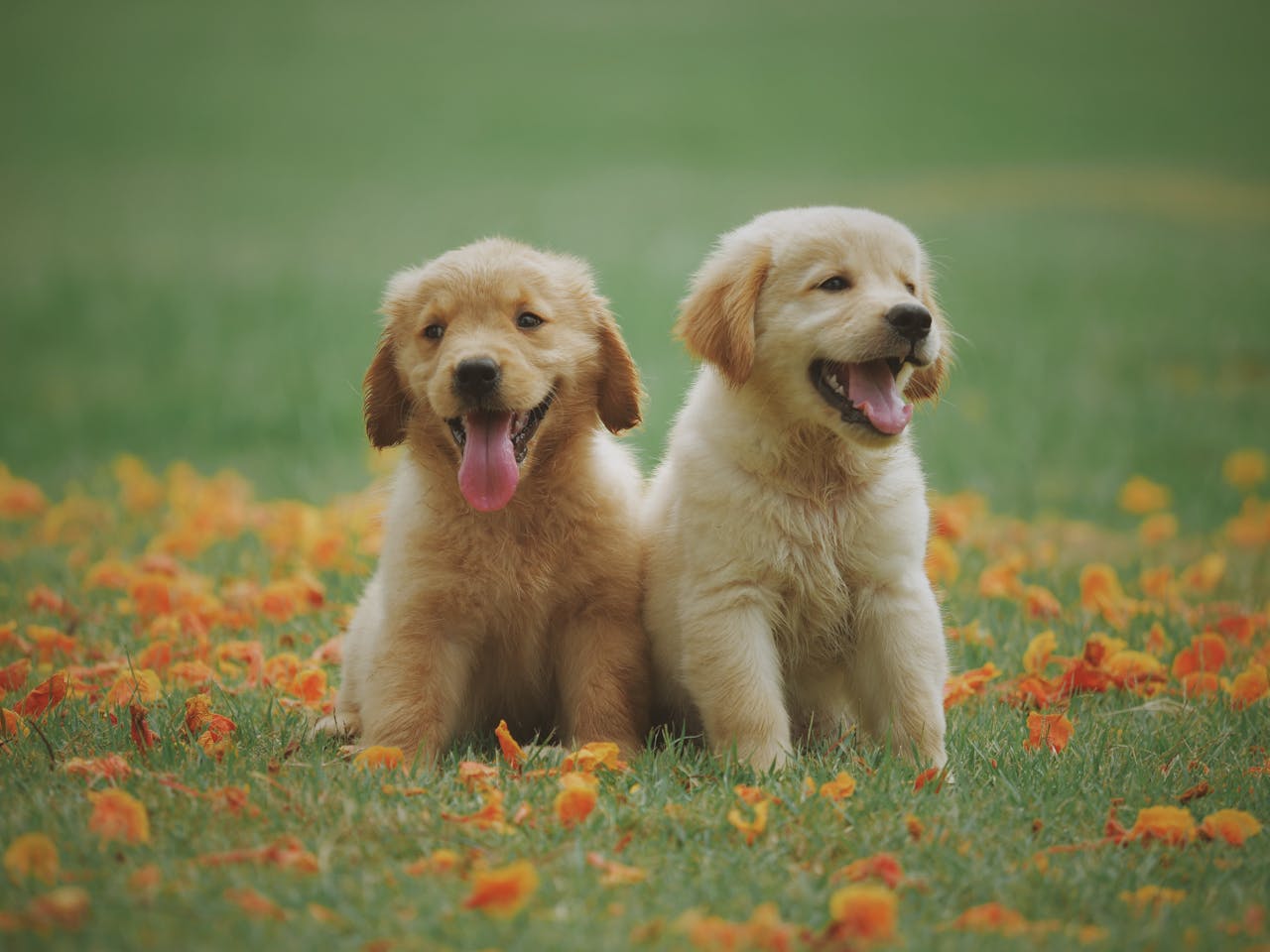 Mental stimulering til hunde